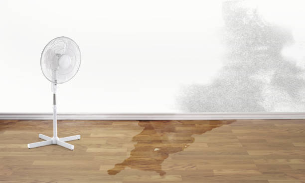 Best Mold removal after water damage  in Castle Hills, TX